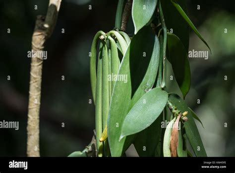 chanel vanilla|vanilla planifolia chanel.